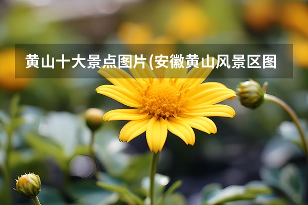 黄山十大景点图片(安徽黄山风景区图片 黄山怎么玩景点一天可以玩回来(半天如何玩黄山景区)